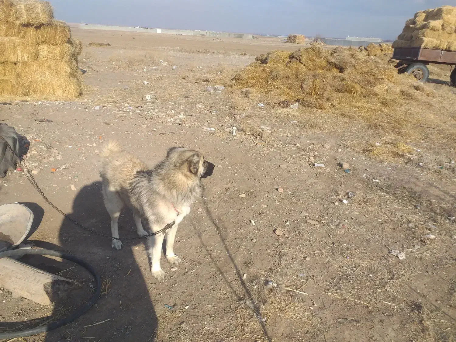 فروشی سگ|سگ|هیر, |دیوار