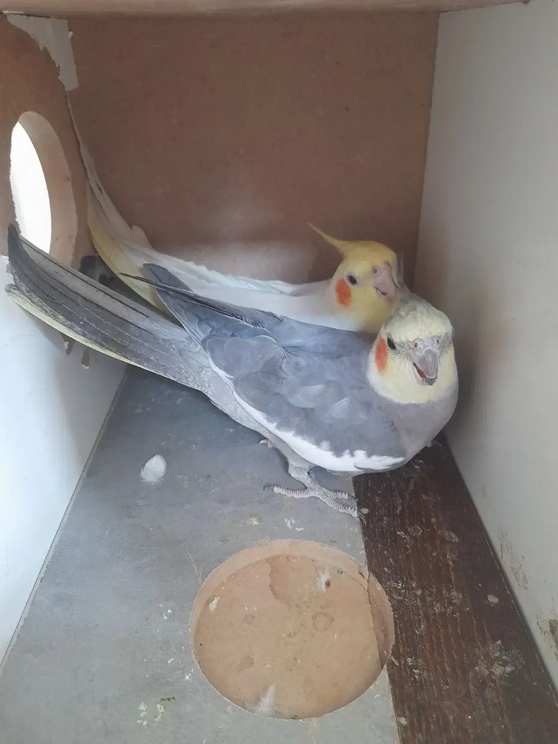 عروس هلندی|پرنده|کوهدشت, |دیوار