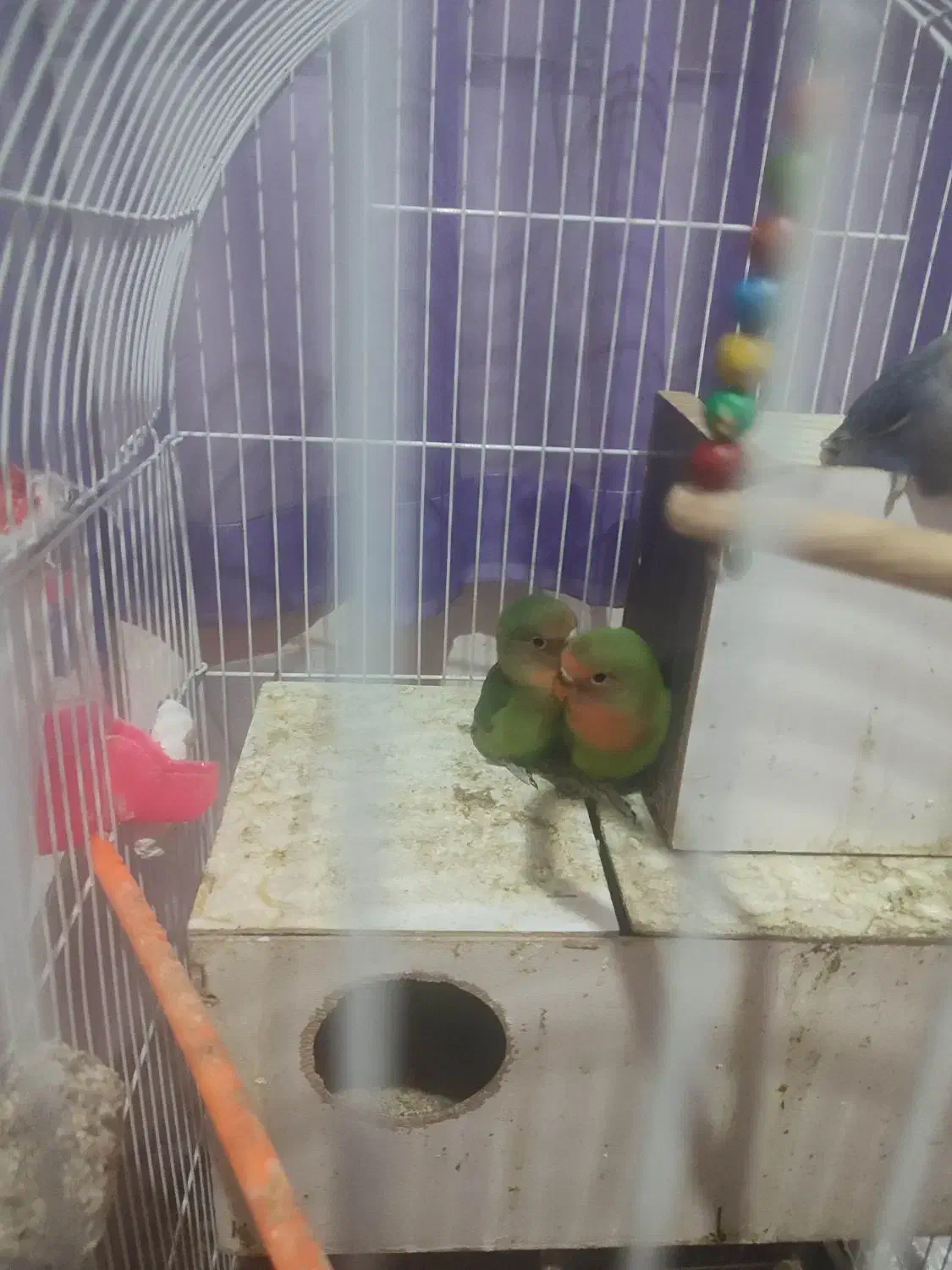 جفت کوتوله برزیلی خوش رنگ بامزه|پرنده|چناران, |دیوار