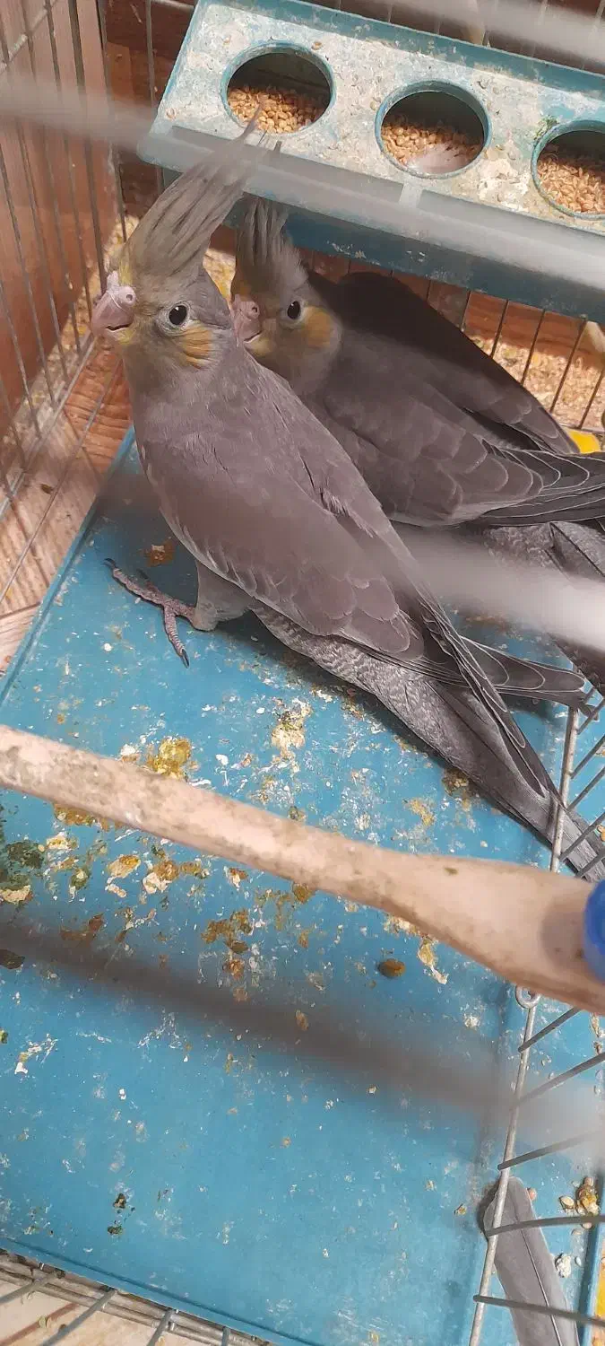 فروش جوجه عروس هلندی|پرنده|یاسوج, |دیوار