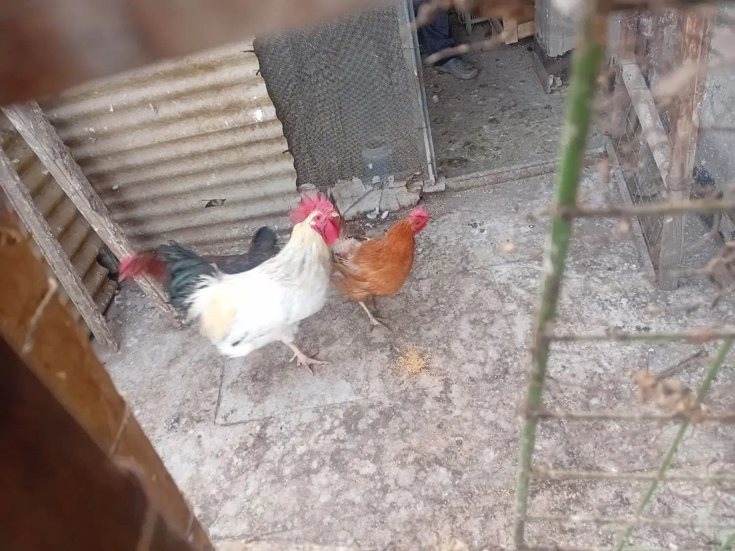 مرغ و خروس|حیوانات مزرعه|بهارستان, |دیوار