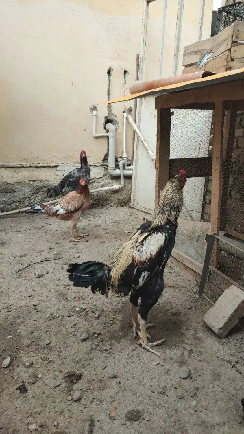 خروس لاری 15 ماهه|حیوانات مزرعه|بندر گز, |دیوار