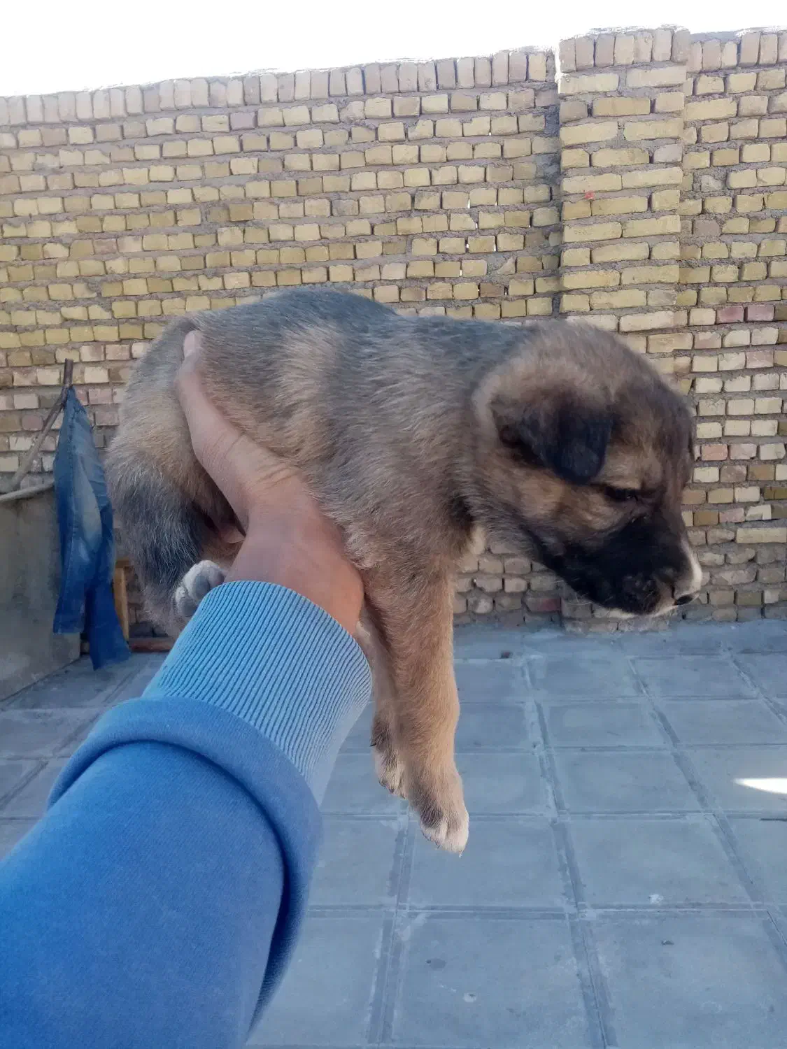 ۴توله سگ ژرمن شپرد به فروش میرسد|سگ|تربت‌حیدریه, میدان مرکزی|دیوار