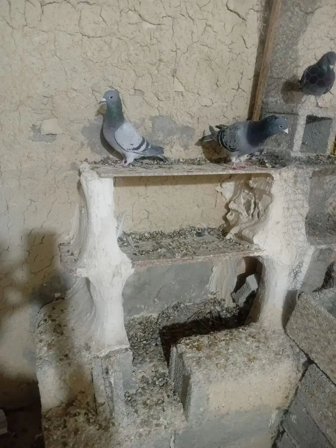 فروش کبوتر|پرنده|بهبهان, |دیوار