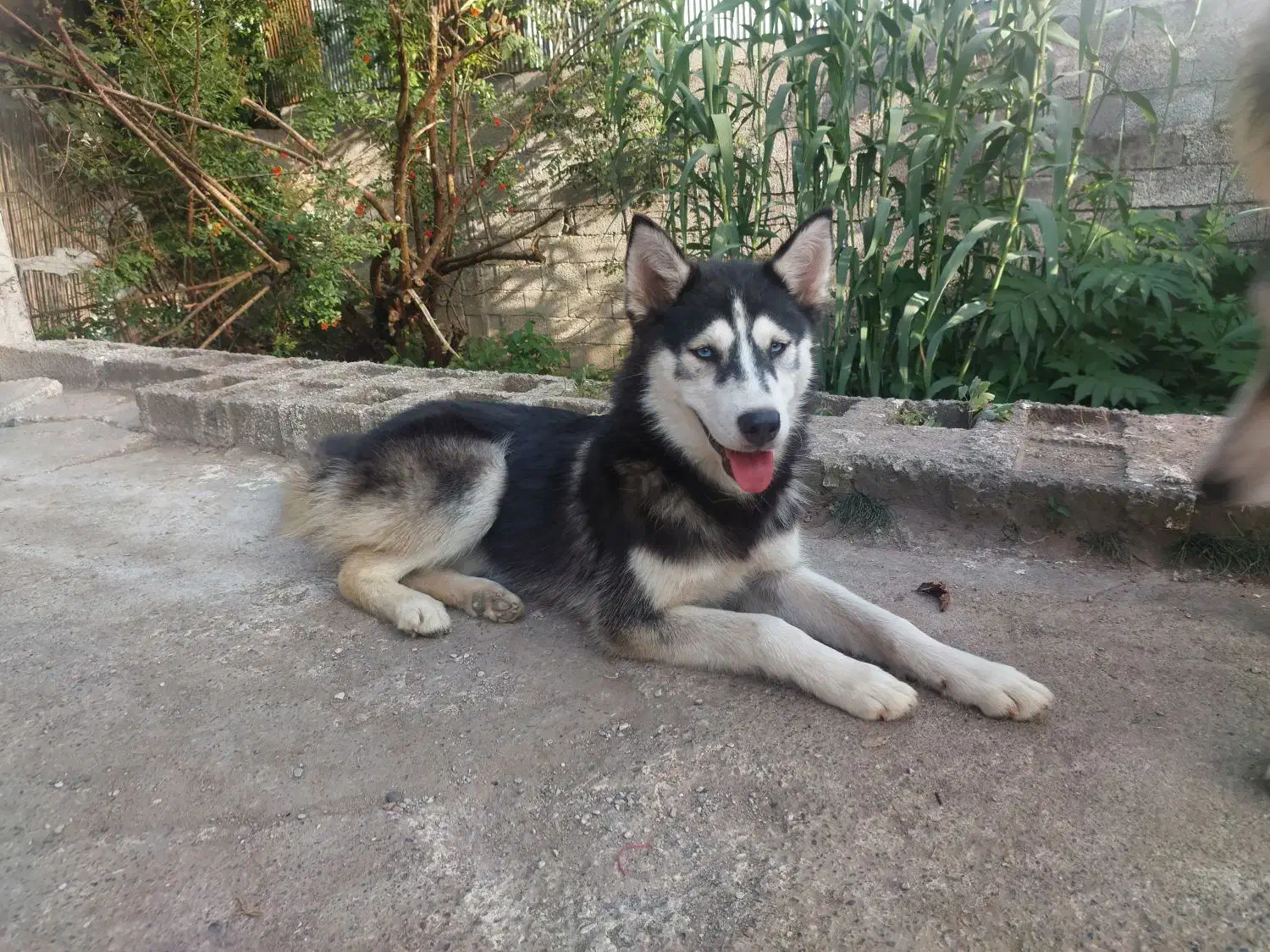 فروش هاسکی های ۱ ساله|سگ|سنگر, |دیوار