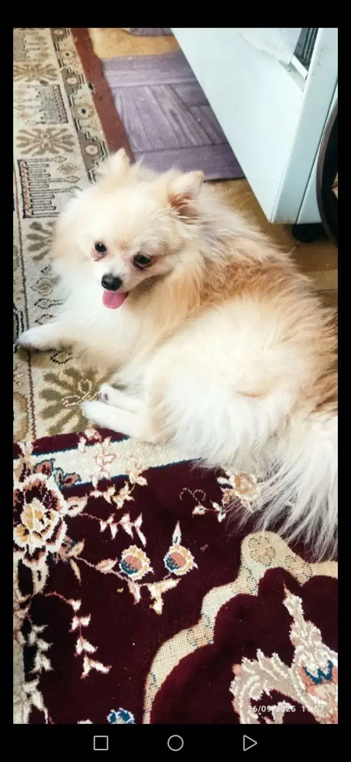 فروش سگ پامرانین روباهی 10 میلیون|سگ|خرمآباد, |دیوار