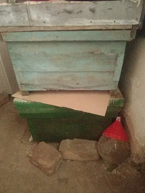 پتک عسل|حیوانات مزرعه|مرند, |دیوار