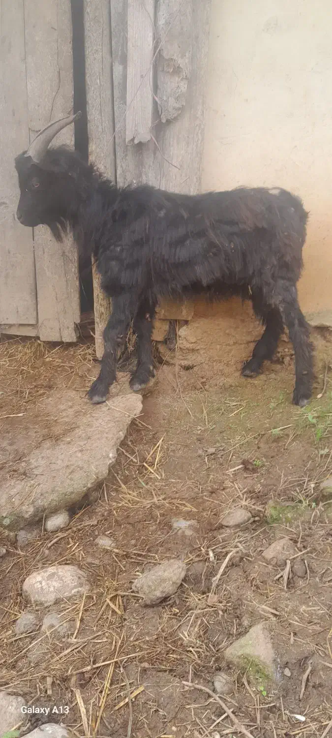 بز نر ۳۵کیلو گوسفند|حیوانات مزرعه|صومعهسرا, |دیوار