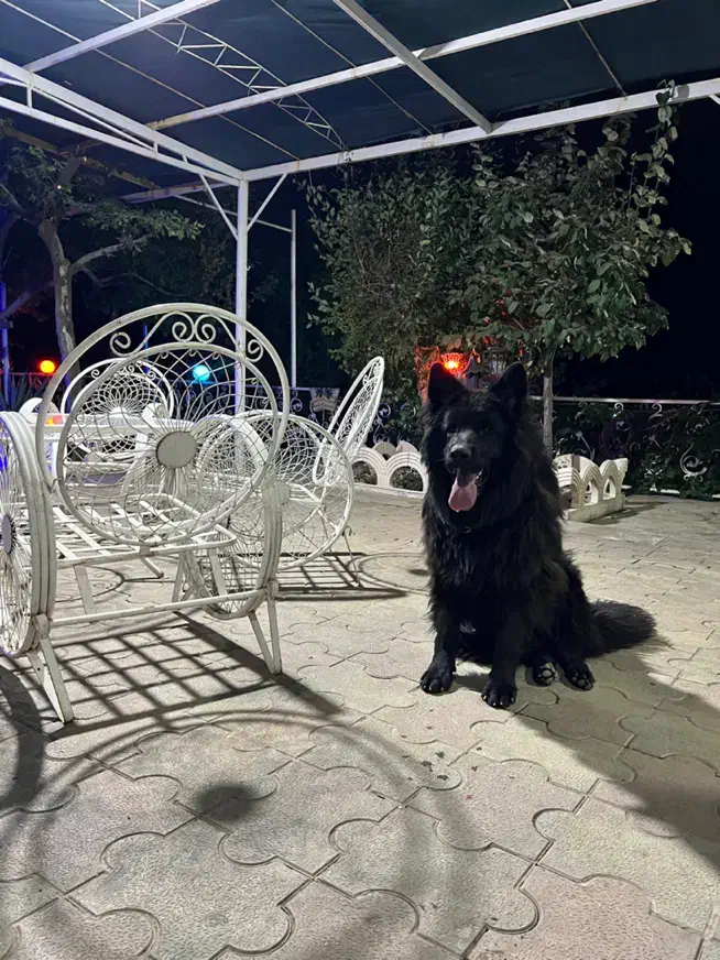 ژرمن بلک نر|سگ|تهران, چیتگر شمالی|دیوار