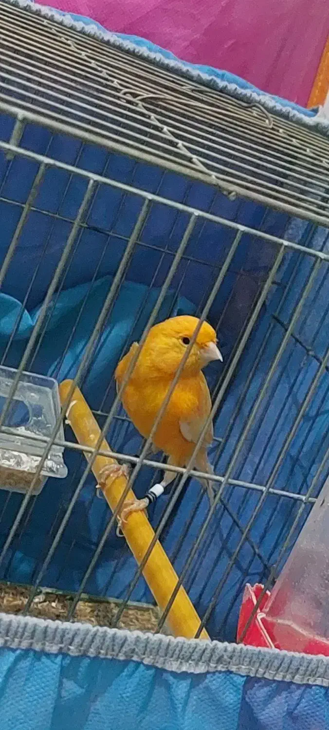 قناری نر|پرنده|نقده, |دیوار