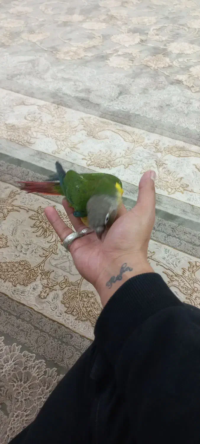 طوطی گرینچیک|پرنده|رضویه, |دیوار