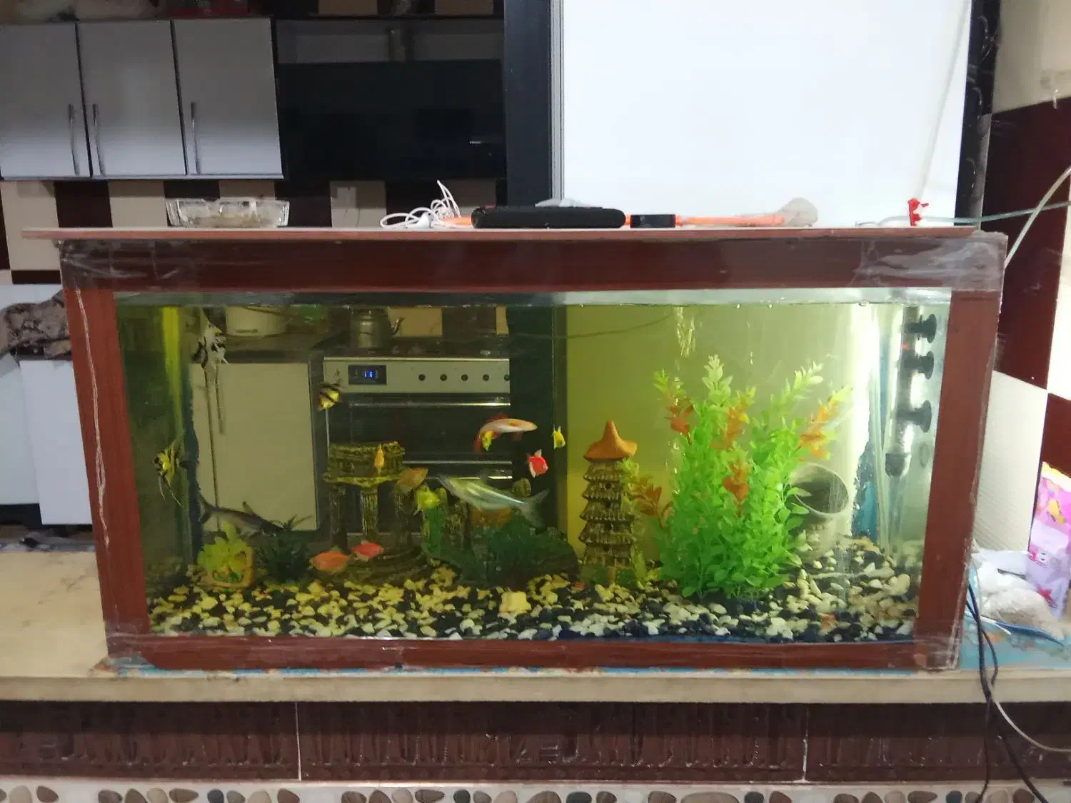 آکواریوم سالم و نو|ماهی|دورود, |دیوار