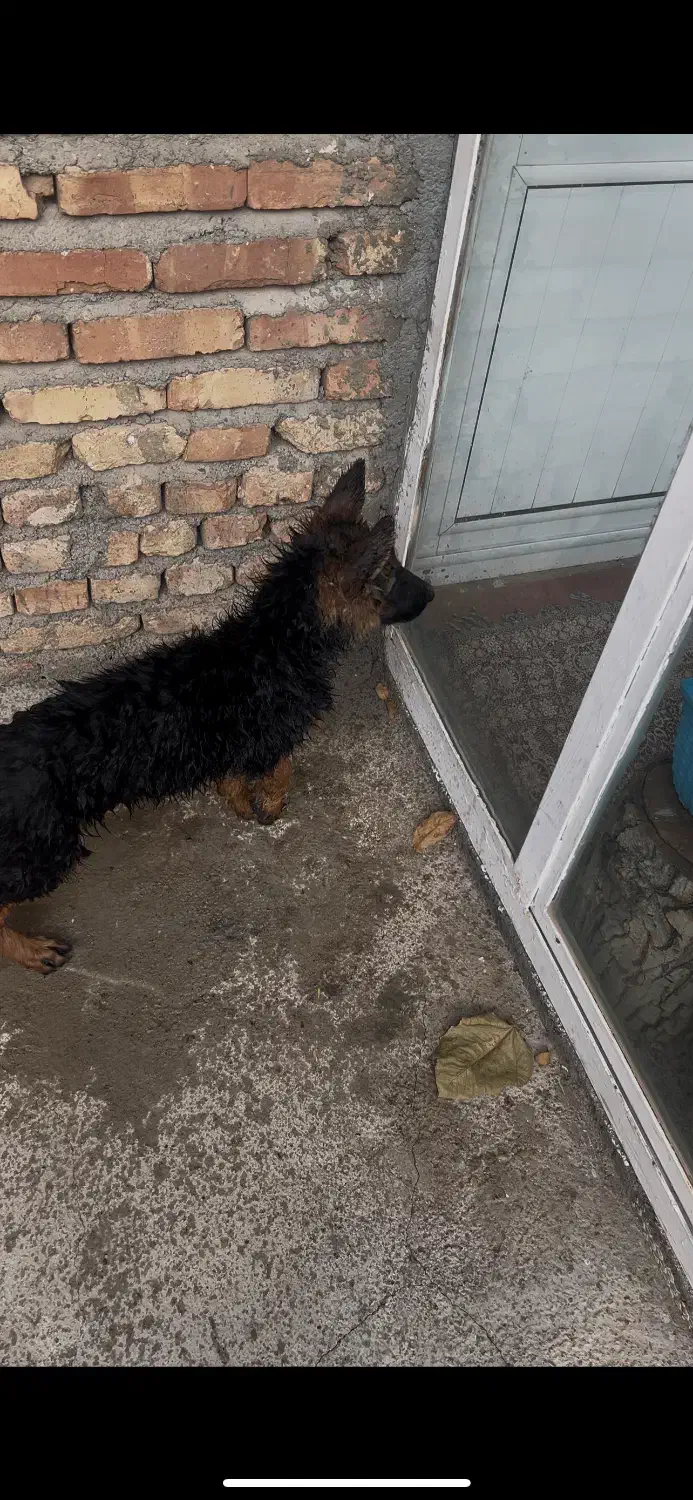 ژرمن شپرد شولاین|سگ|تهران, شهرآرا|دیوار