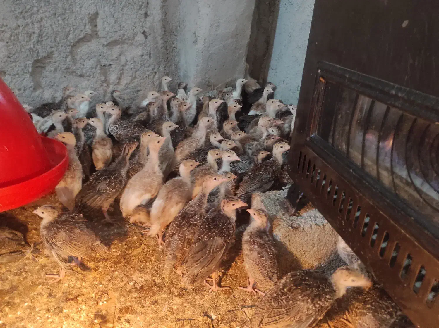 بوقلمون برنز و بوربون|حیوانات مزرعه|تهران, آهنگ|دیوار