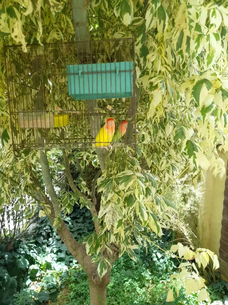 طوطی برزیلی یکساله|پرنده|کرج, مهرویلا جنوبی|دیوار