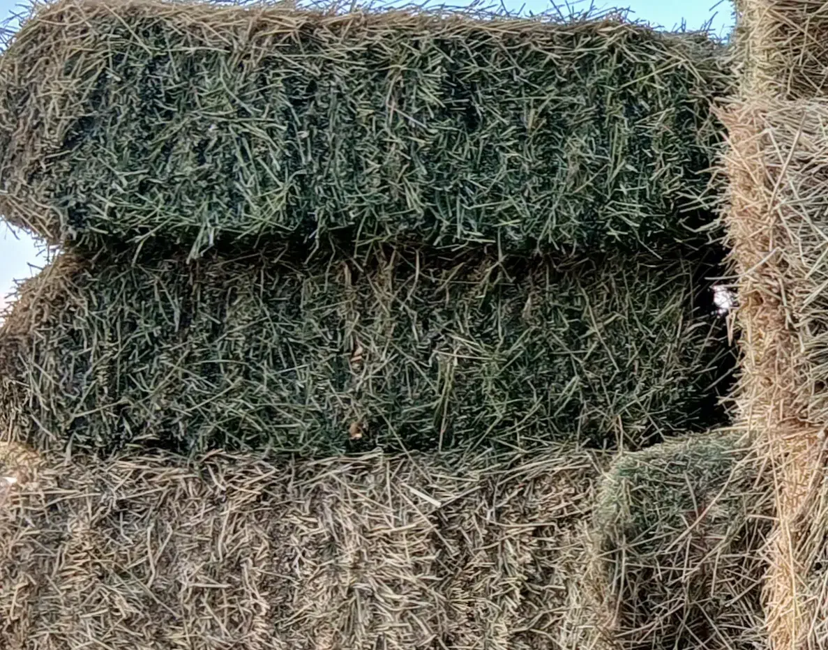 یونجه|عمده‌فروشی|بیلوار, |دیوار