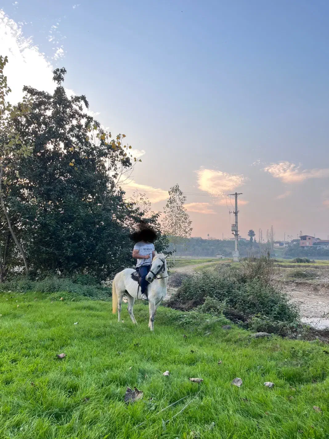 فروش اسب نریان|اسب و تجهیزات اسب‌سواری|گلوگاه بابل (گلیا), |دیوار