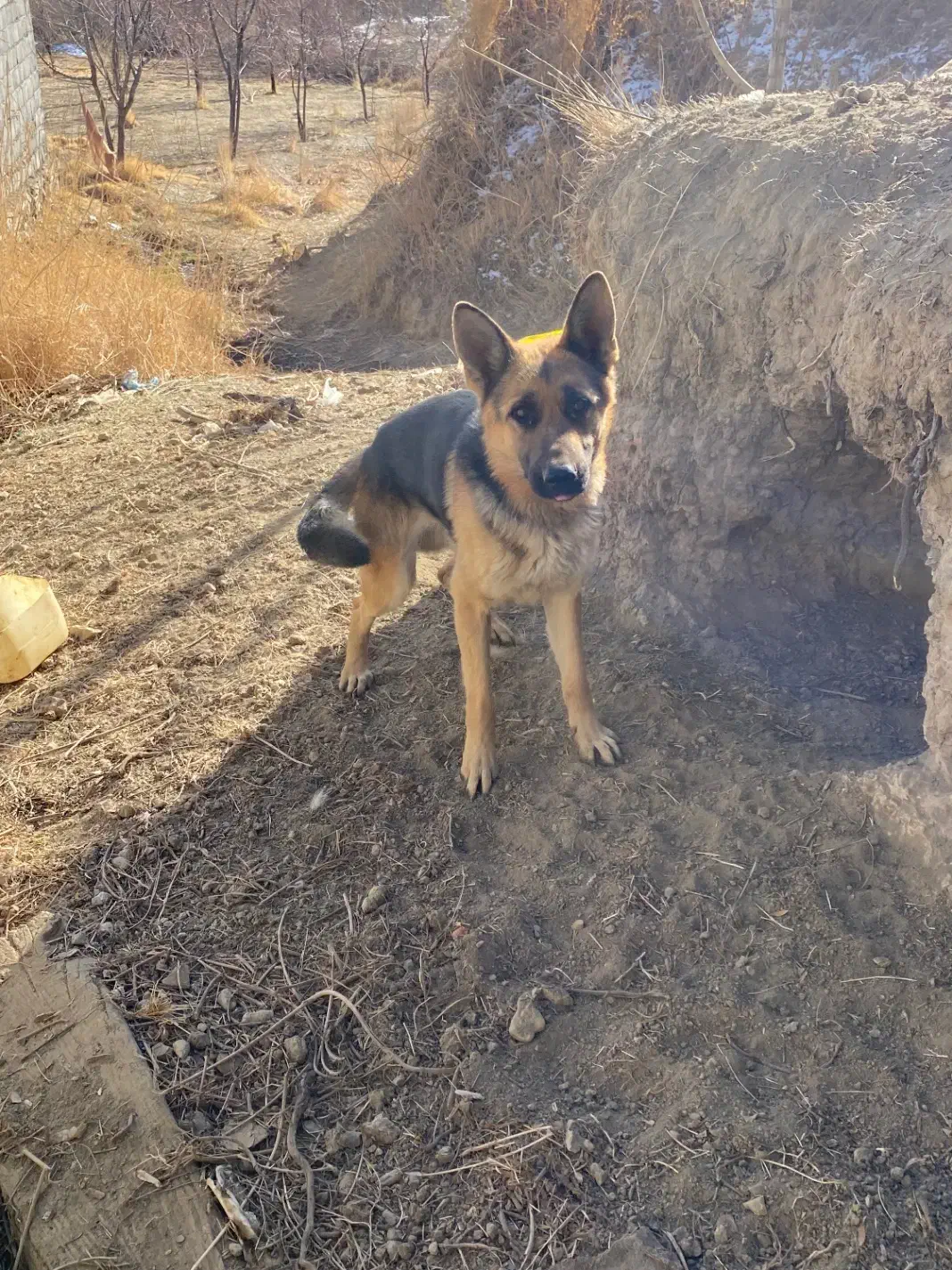 سگ ژرمن|سگ|ملایر, |دیوار