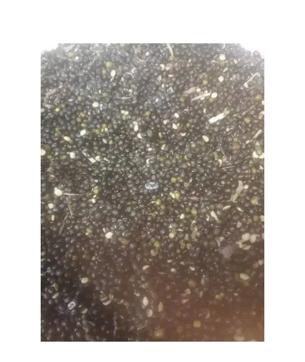 ماش|خوردنی و آشامیدنی|گتوند, |دیوار