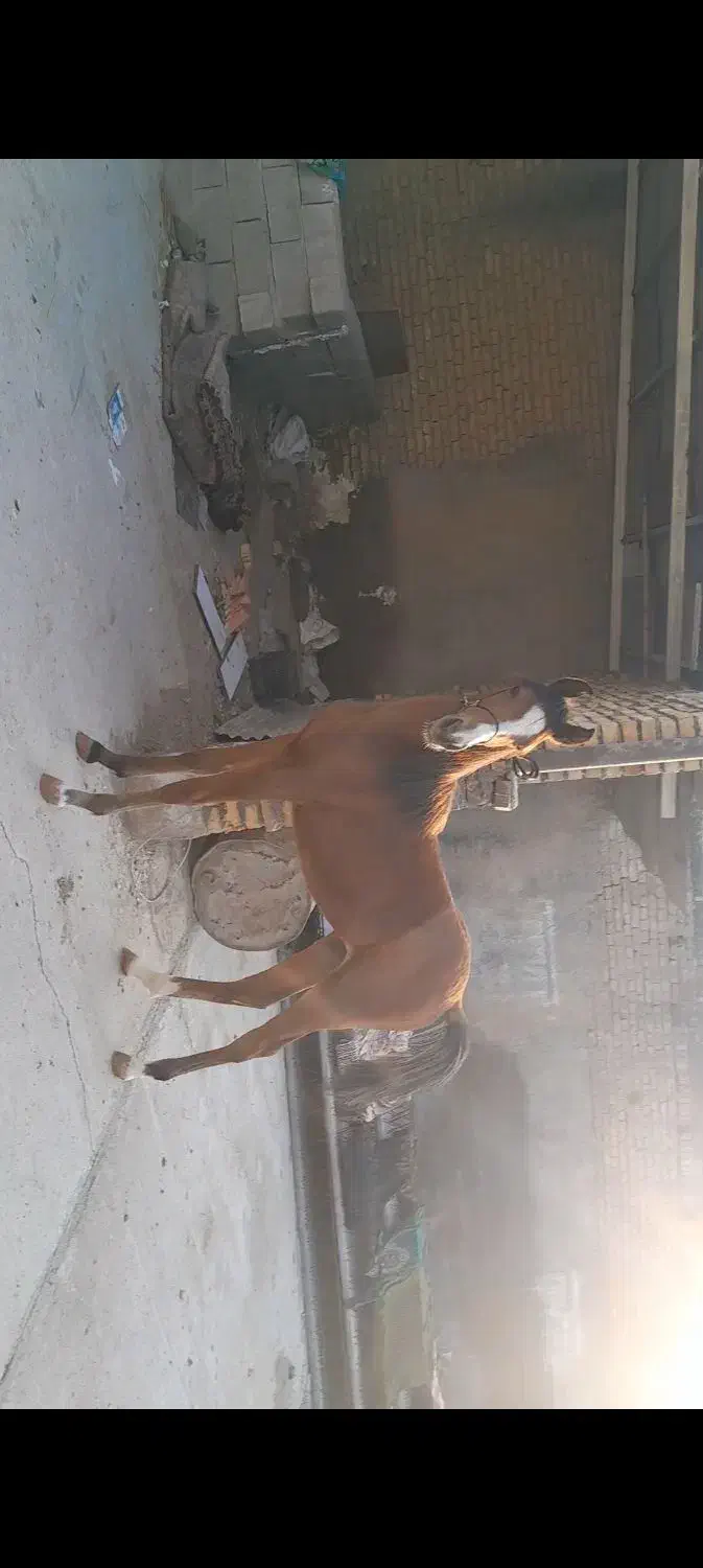 اسب|اسب و تجهیزات اسب‌سواری|کرخه, |دیوار