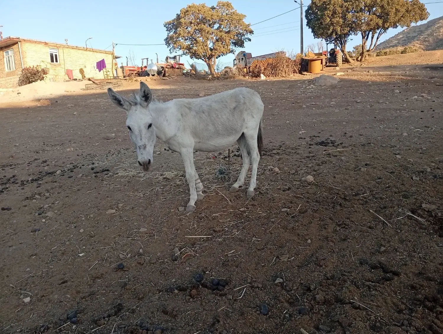الاغ|حیوانات مزرعه|کوهدشت, |دیوار