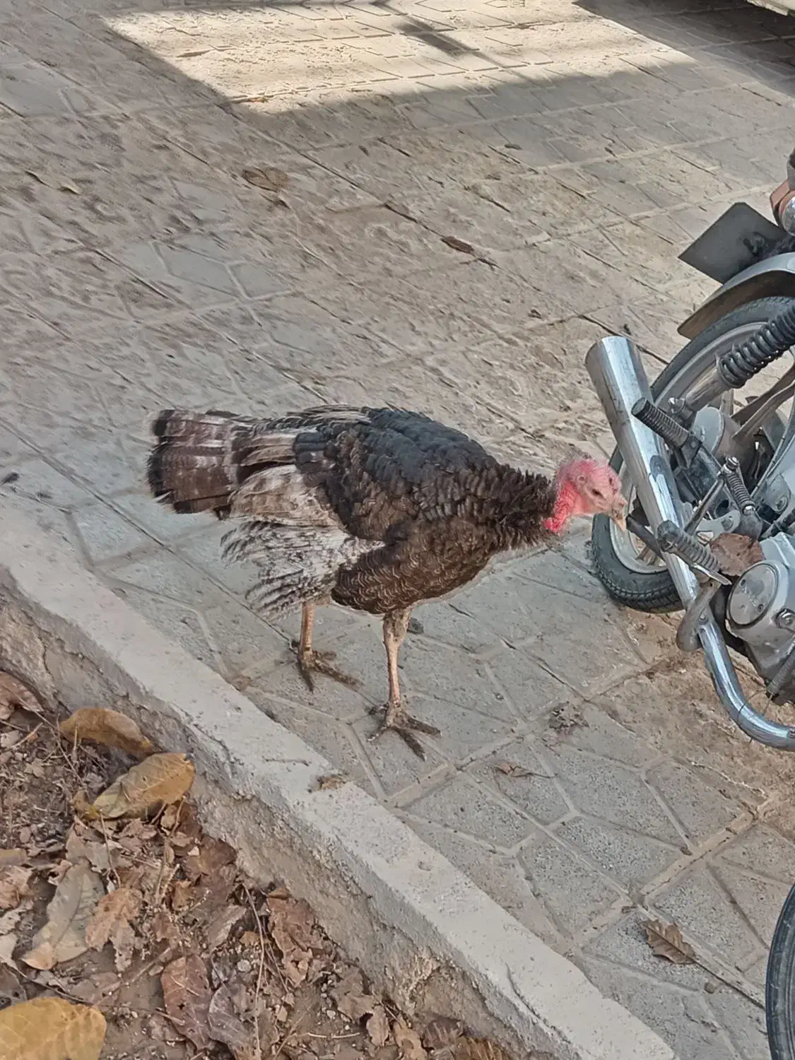 بو قلمون 2 تا نر و 1 عدد ماده جوانه|حیوانات مزرعه|قوچان, |دیوار