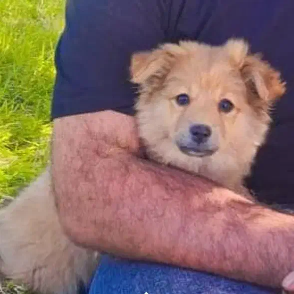 سگ دستی نجات پامر|سگ|مسجد سلیمان, |دیوار