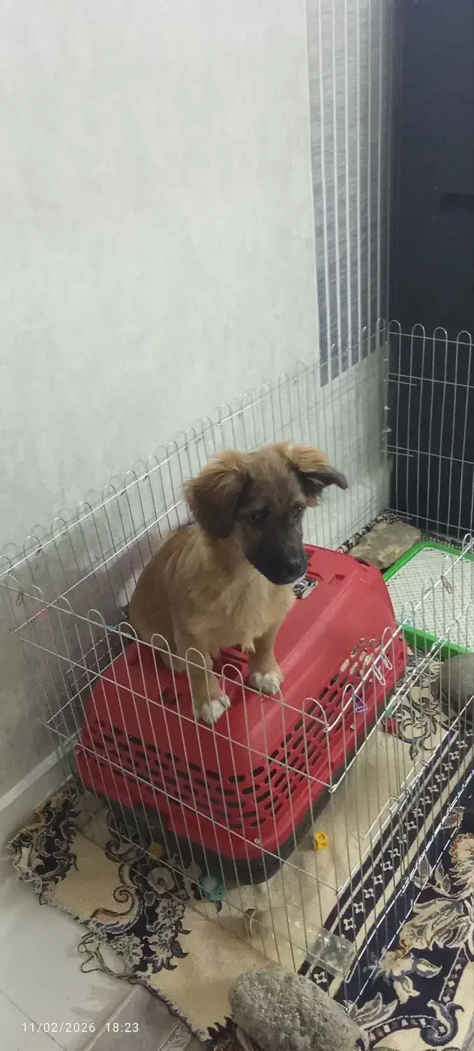 سگ خانگی|سگ|مشهد, چهارچشمه|دیوار