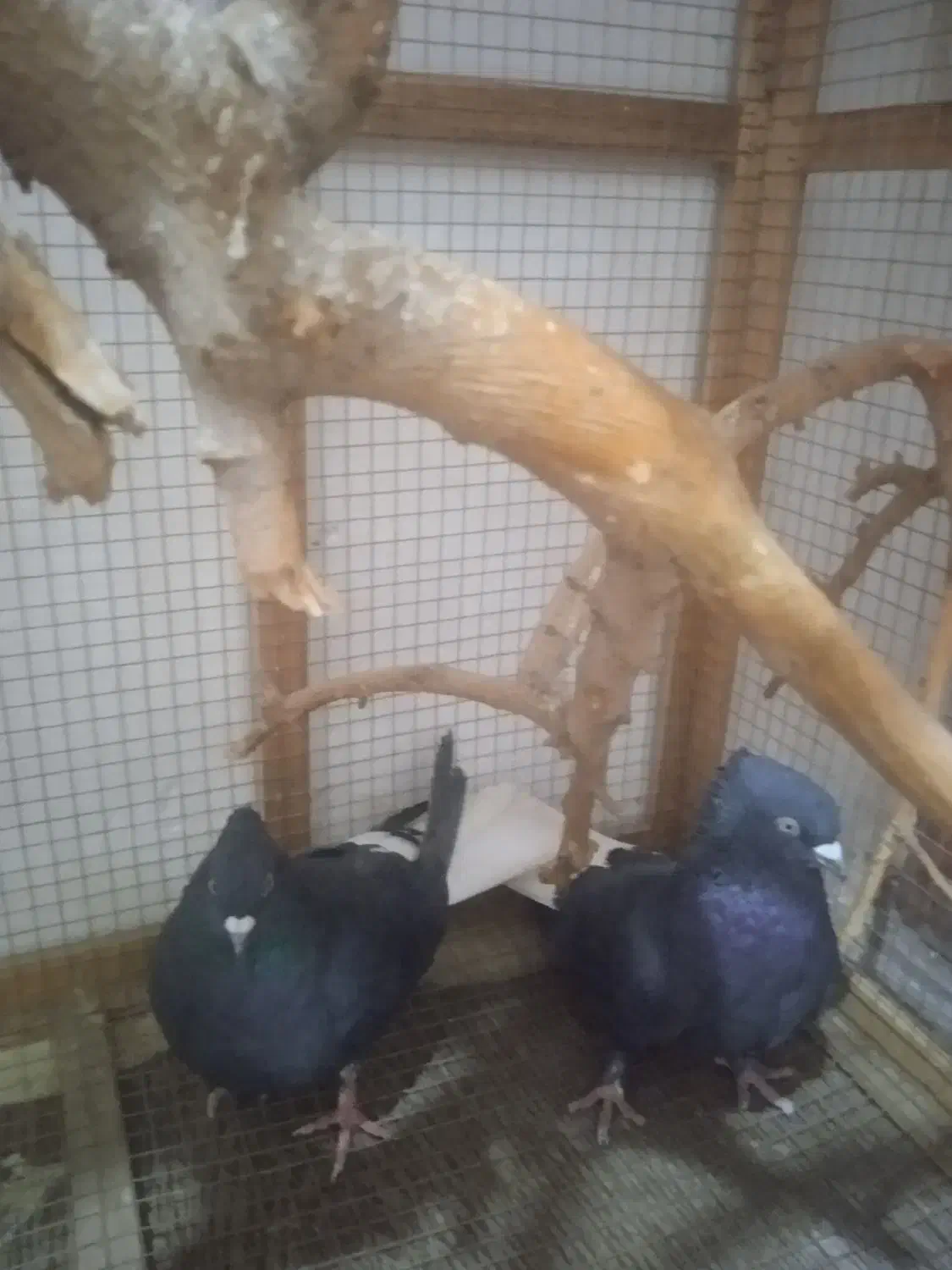 کبوترزاغ دم سفید|پرنده|جیرفت, |دیوار