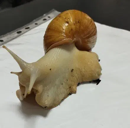 حلزون زنده بالغ|خزنده|پاکدشت, پاکدشت (مامازند)|دیوار