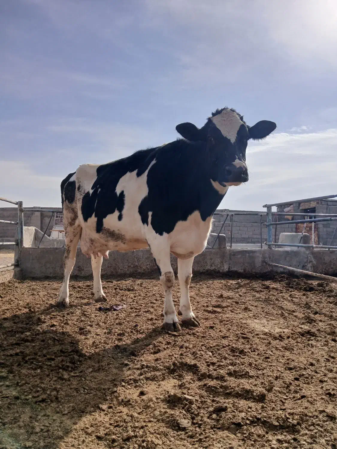 گاو‌|حیوانات مزرعه|بالا ولایت, |دیوار