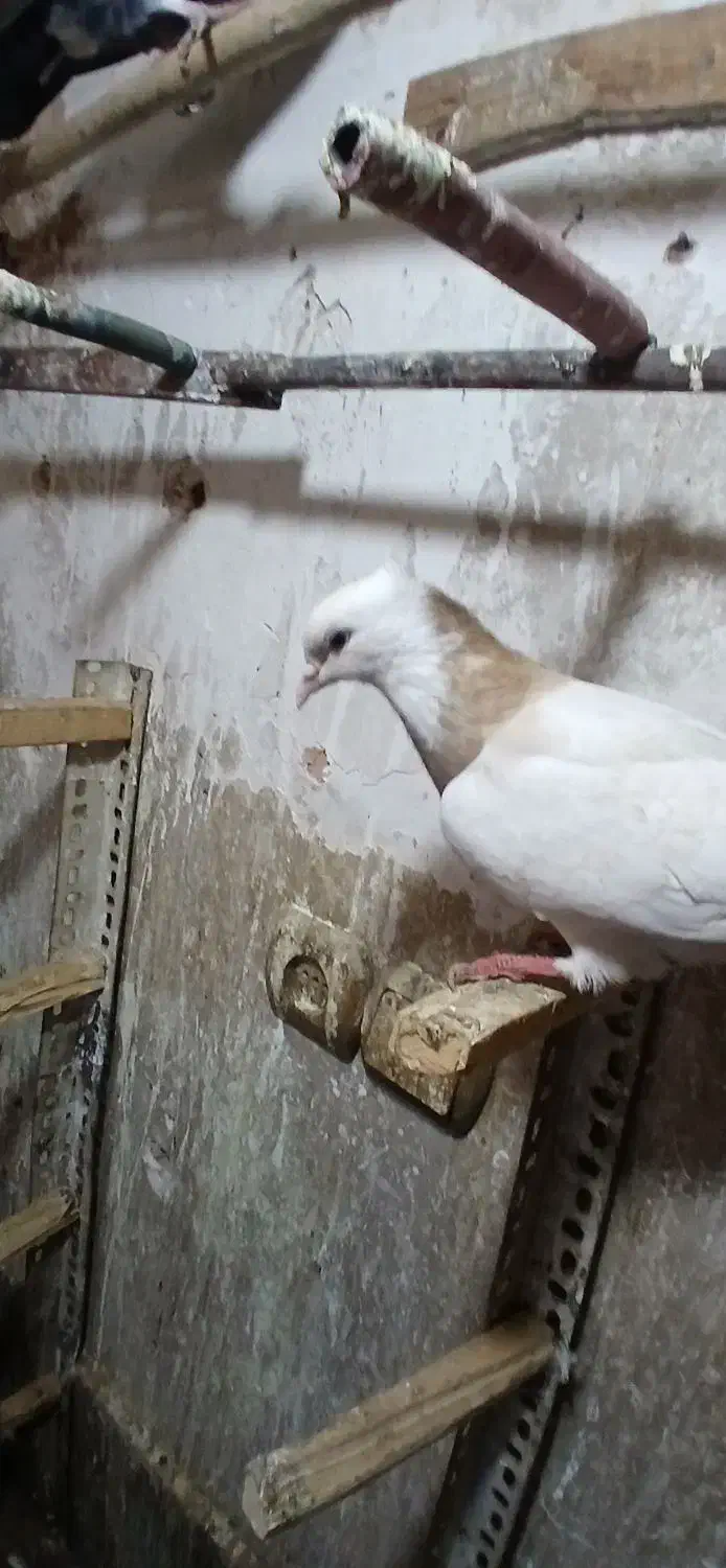 پرشی|پرنده|سبزوار, کلاته سیفر|دیوار