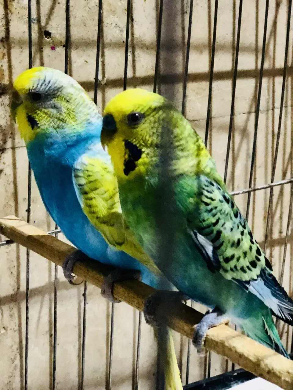 مرغ عشق خاص|پرنده|تهران, پاسداران|دیوار