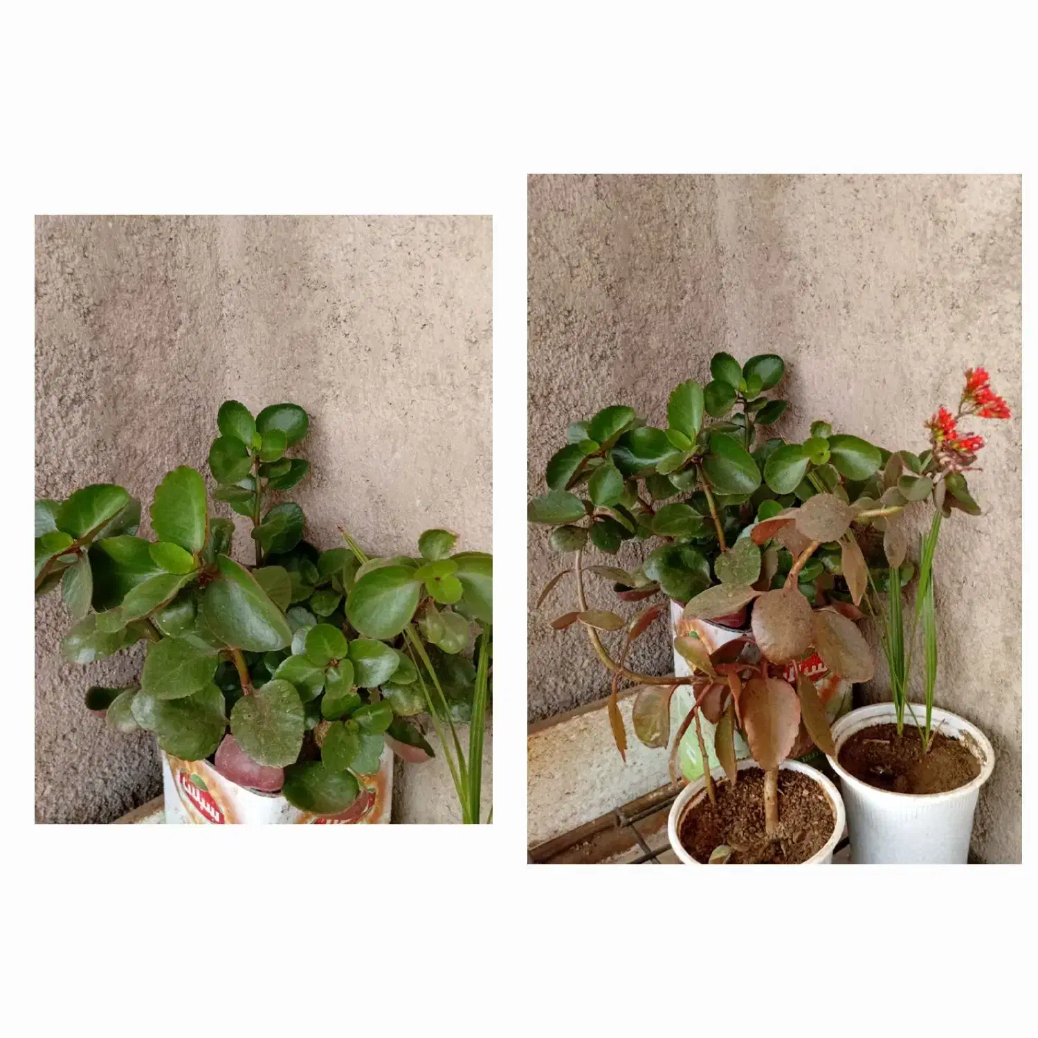 گل و گیاه|گل و گیاه طبیعی|ابهر, |دیوار