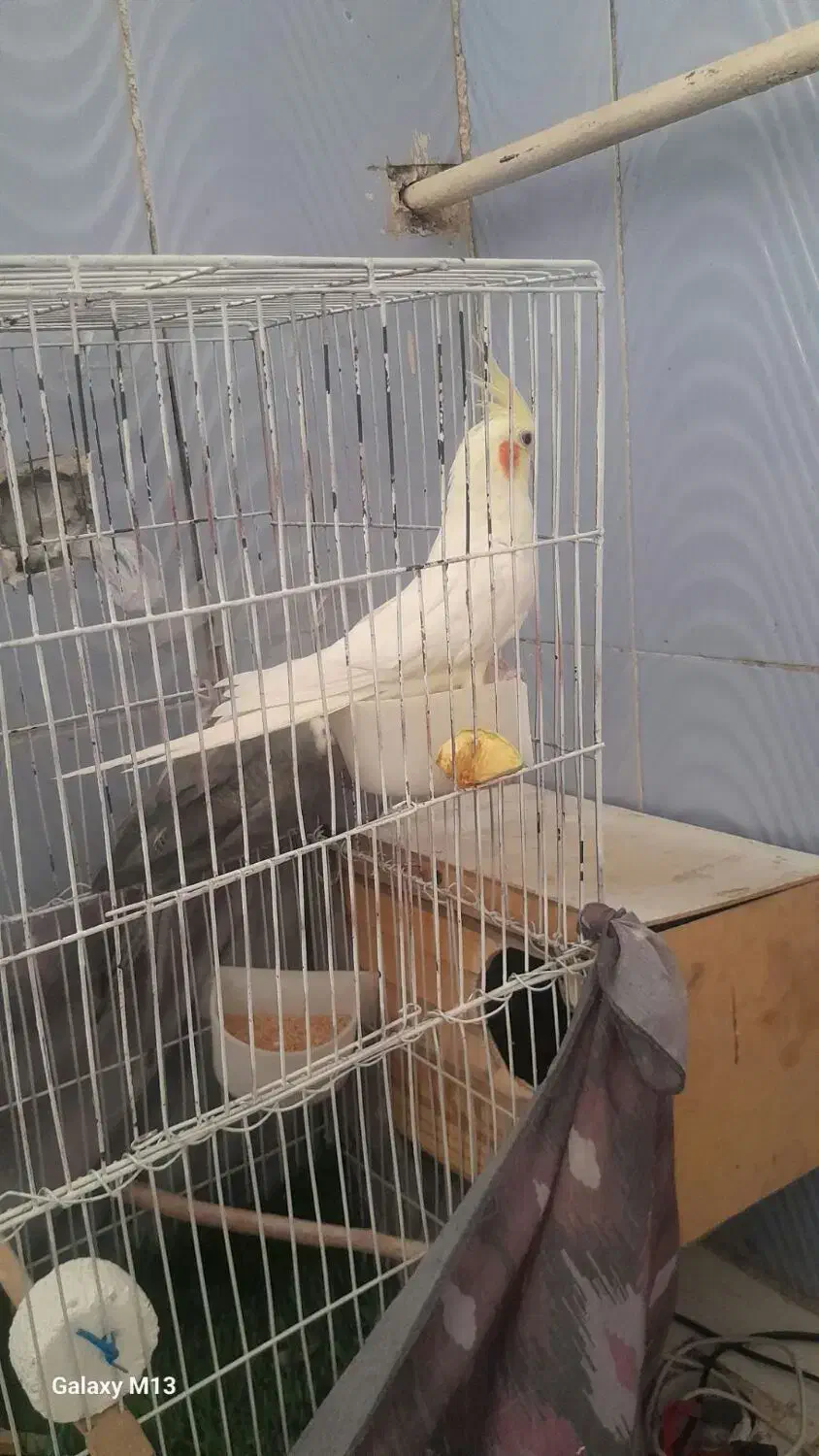 یک جفت عروس هلندی دستی با 4 تا تخم معاوضه هم دارم|پرنده|خاوران, |دیوار