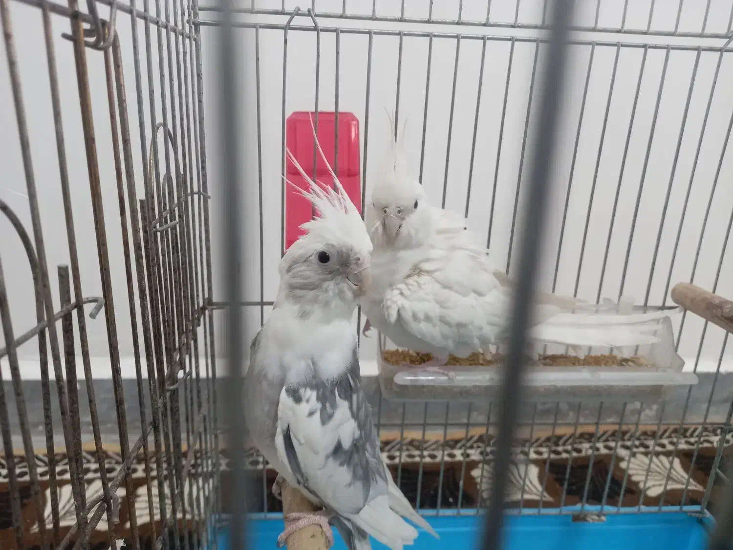 جفت هلندی عتیقه شرط تخم بچ|پرنده|شوشتر, |دیوار