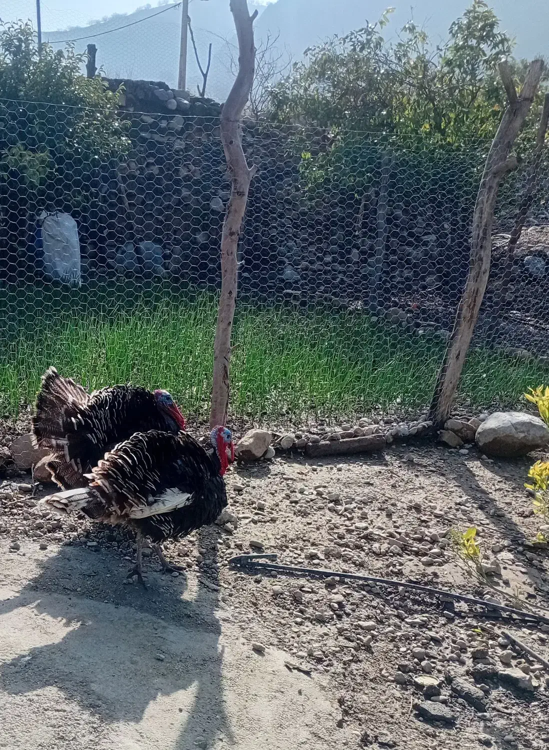 بوقلمون نر دو عدد|حیوانات مزرعه|دهدشت, |دیوار