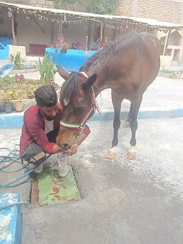 فروش مادیون سه سال|اسب و تجهیزات اسب‌سواری|رودشت (چهارمحال و بختیاری), |دیوار