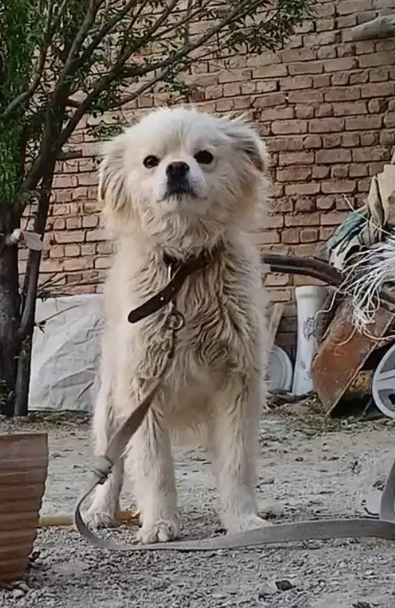 سگ.پاکوتاه.اشپیتز.|سگ|کبودرآهنگ, |دیوار