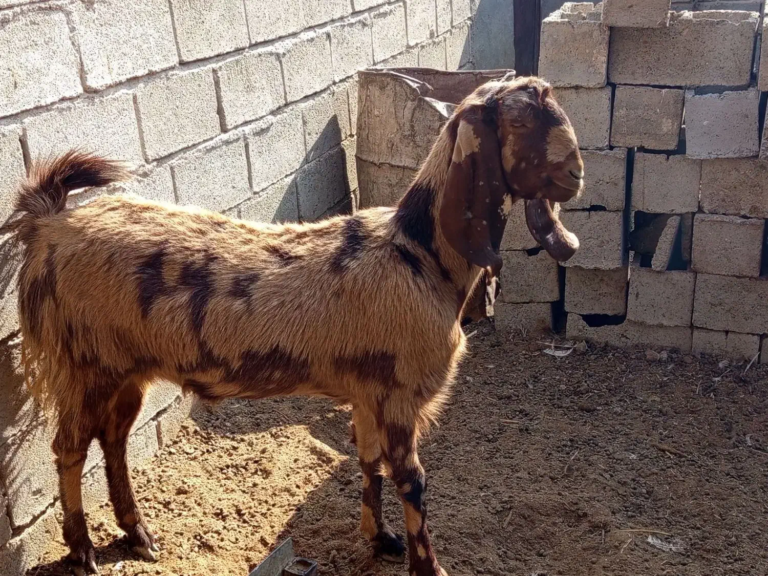 حیوان|حیوانات مزرعه|هیرمند, |دیوار