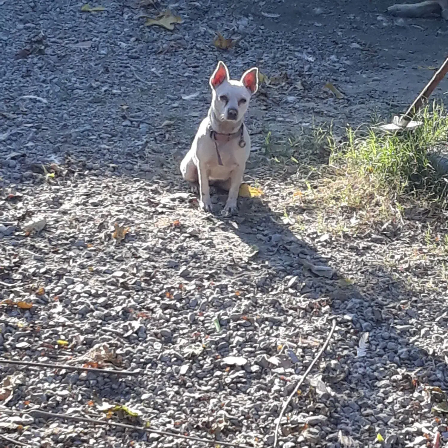 سگ شی واواماده|سگ|گلوگاه, |دیوار