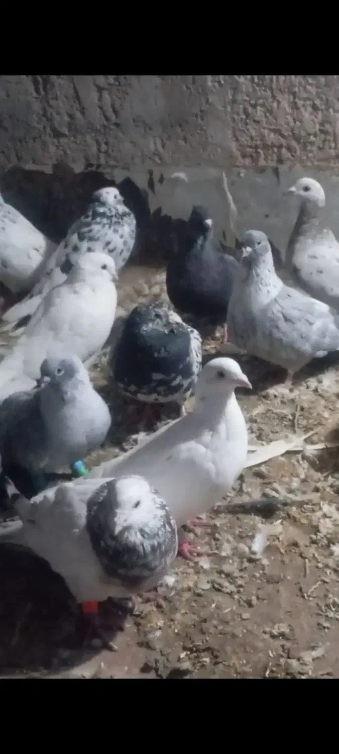 ۲۲ عدد کبوتر پرشی|پرنده|بشاریات, |دیوار