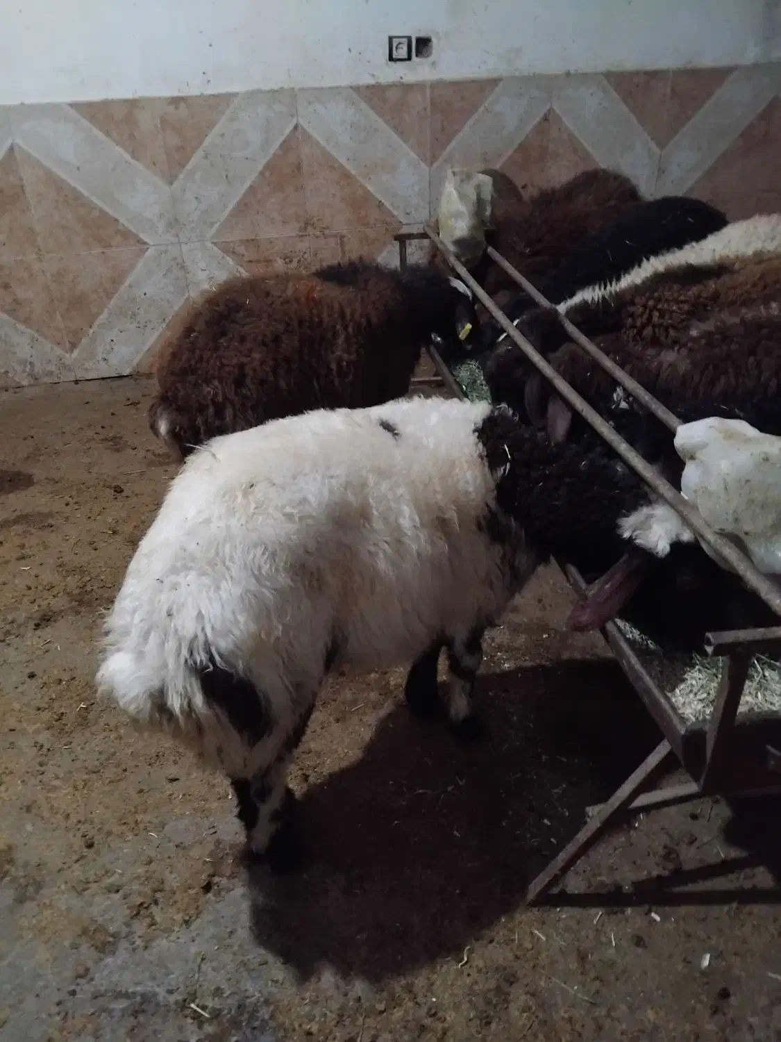 12 تا بره نر|حیوانات مزرعه|الیگودرز, |دیوار