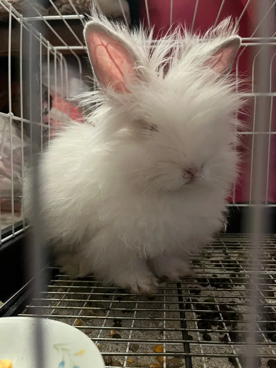 خرگوش موبلند آپارتمانی|موش و خرگوش|ابهر, |دیوار