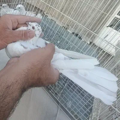 کبوتر پرشی|پرنده|گرمه, |دیوار