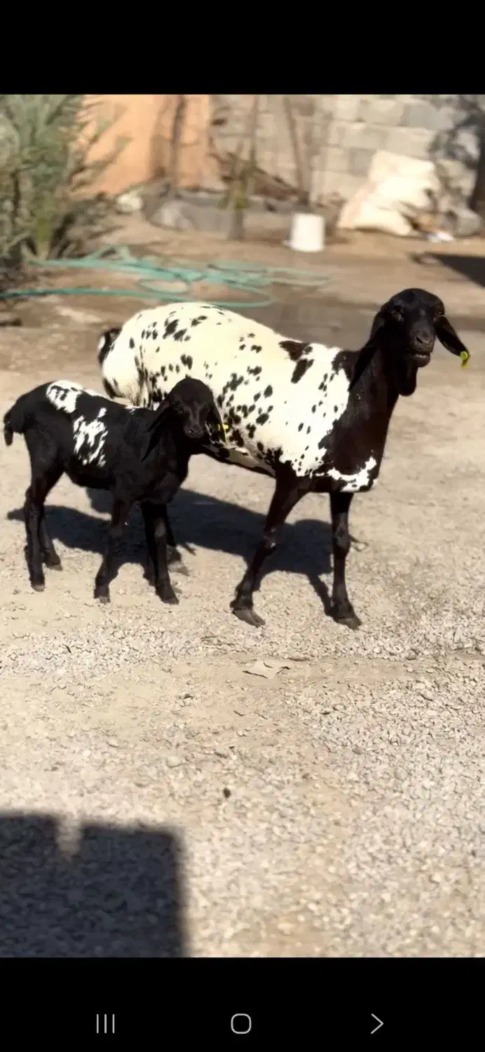 گل گلی گوسفند|حیوانات مزرعه|اصفهان, نقش جهان|دیوار