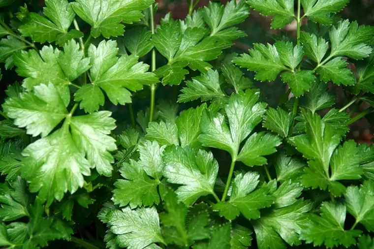 سبزی|خوردنی و آشامیدنی|تاکستان, |دیوار