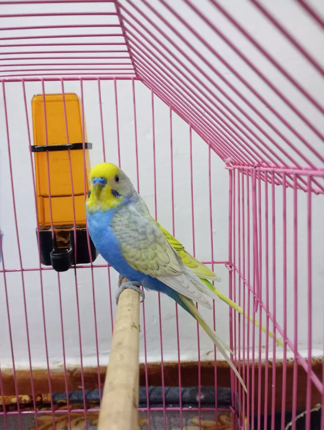 مرغ عشق|پرنده|اندیمشک, |دیوار