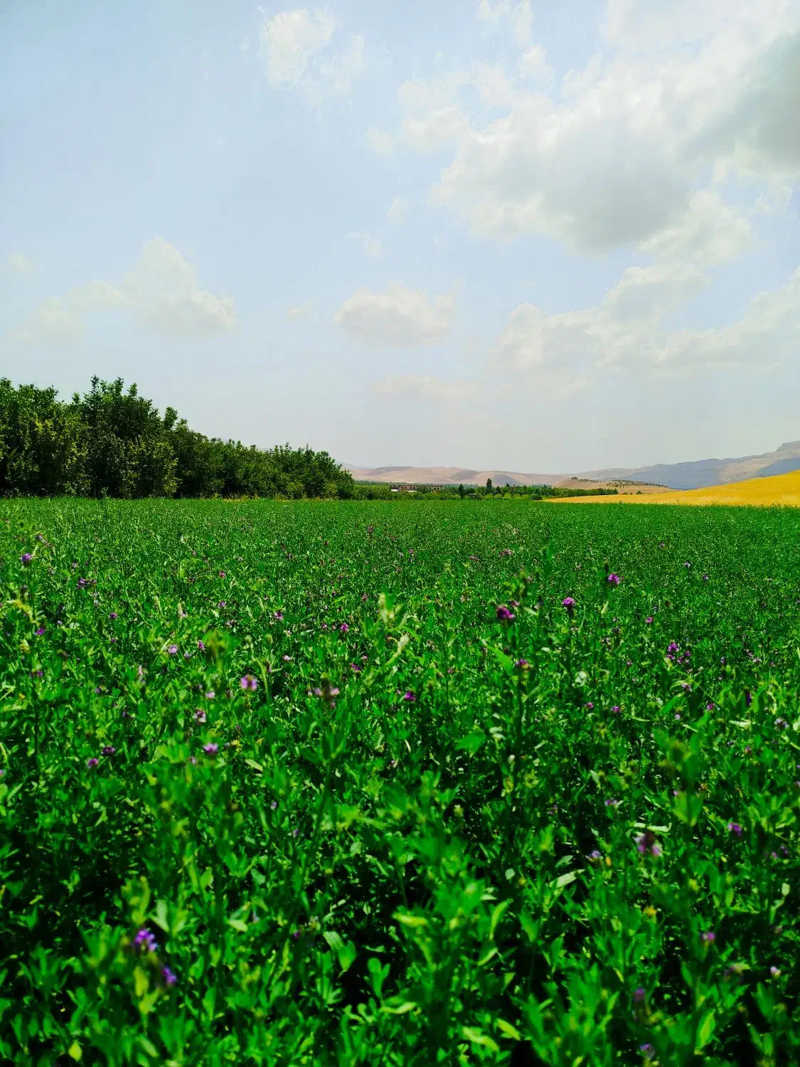 فروش زمین ۲۶۰۰|فروش زمین و ملک کلنگی|شاهین دژ, |دیوار