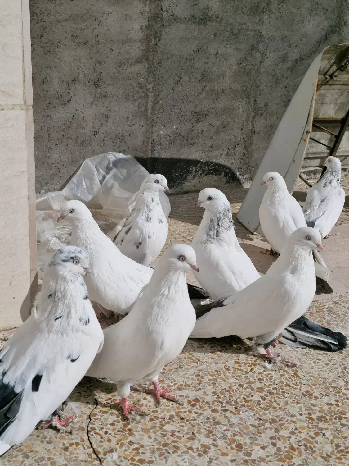 کبوتر دمبی|پرنده|میانه, |دیوار